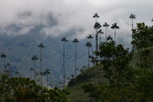 Valle del Cocora, Colombia